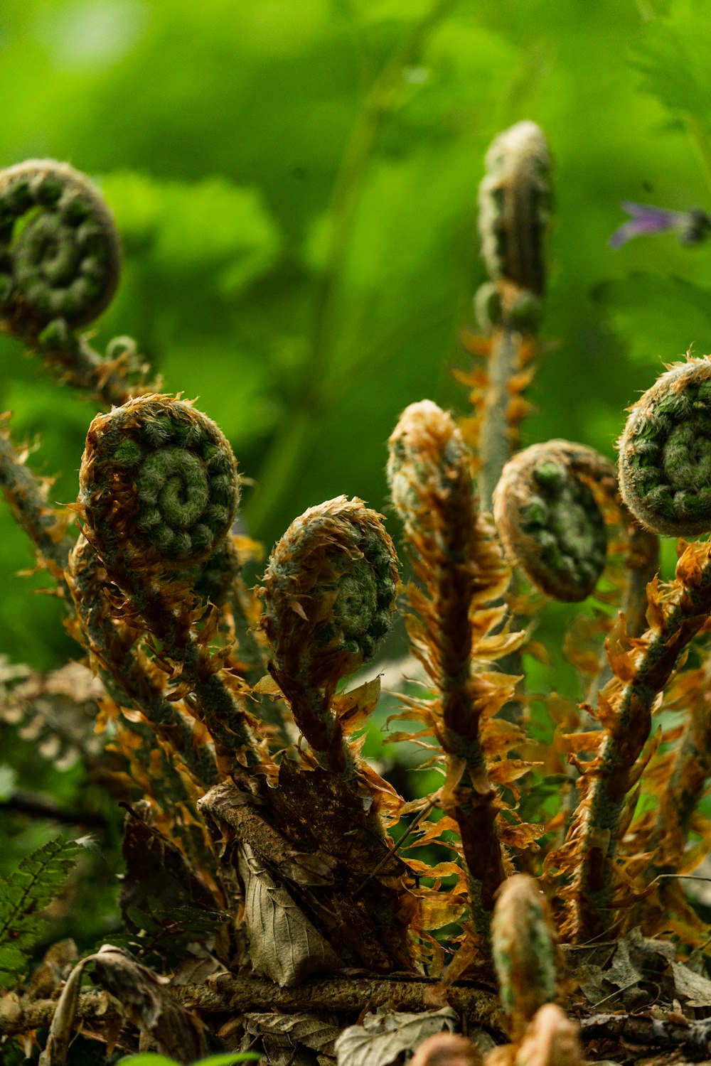 a close up of a plant in a forest