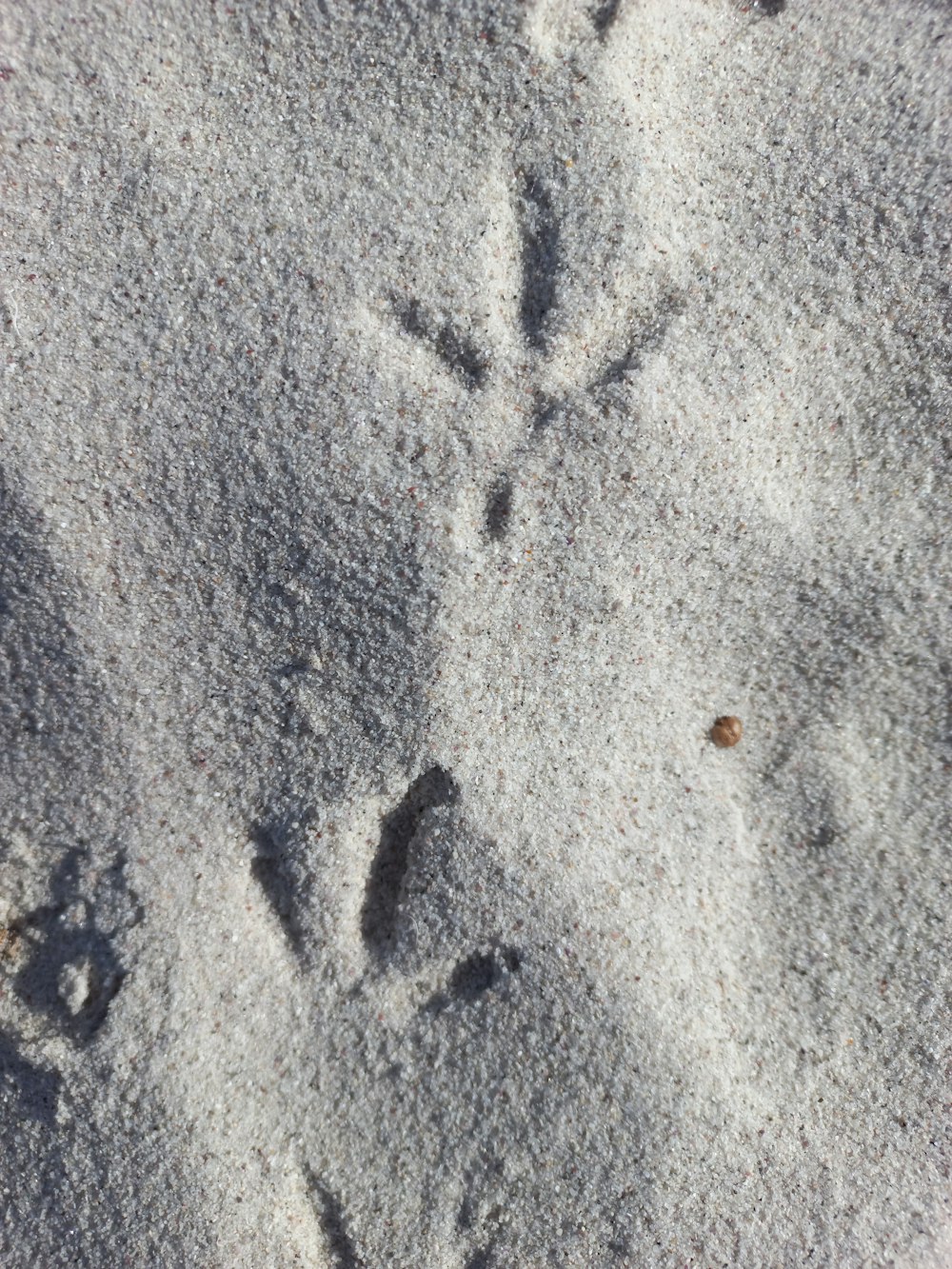 a bird's footprints in the sand on a beach