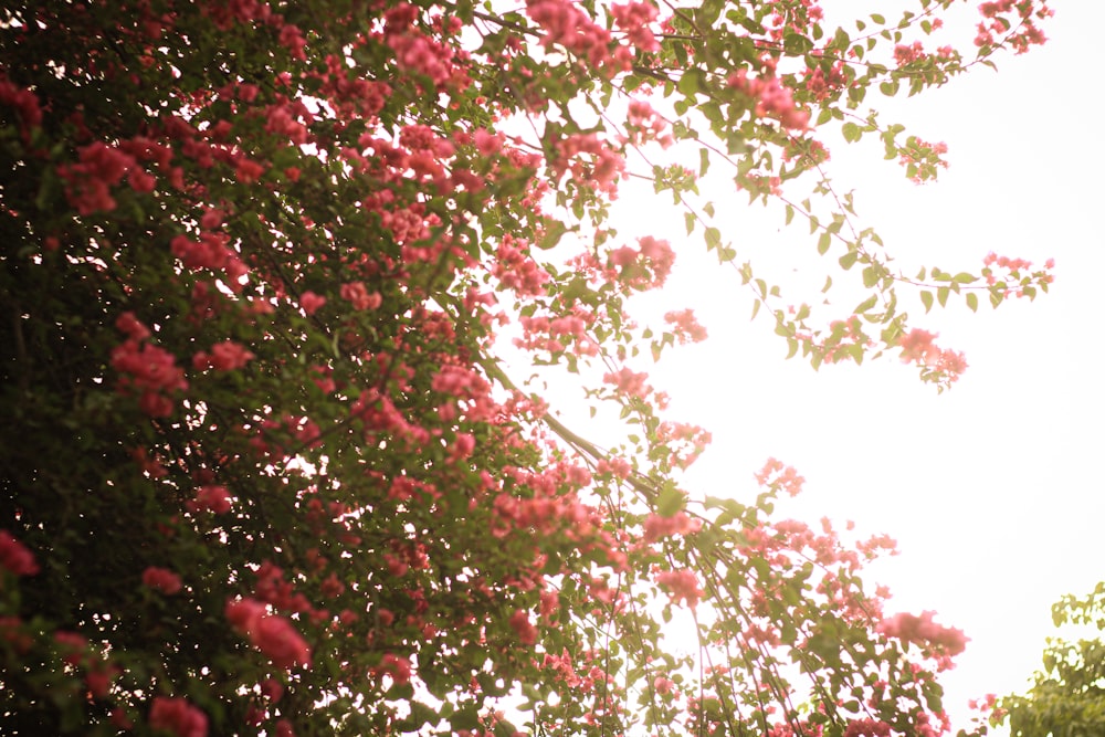 a tree with pink flowers in the sunlight