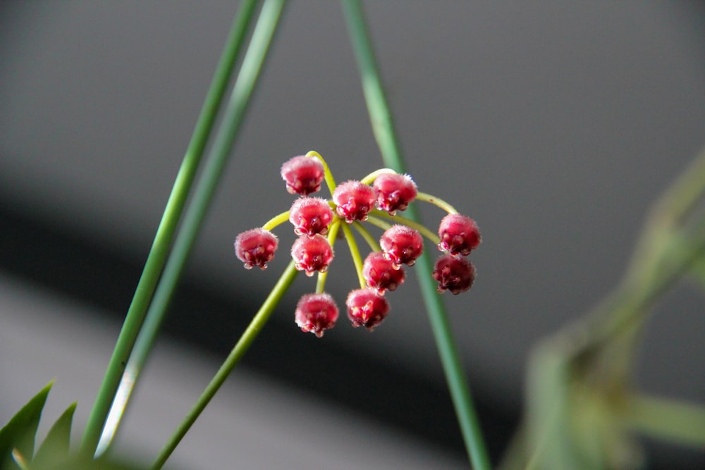 Un primer plano de una flor en una planta