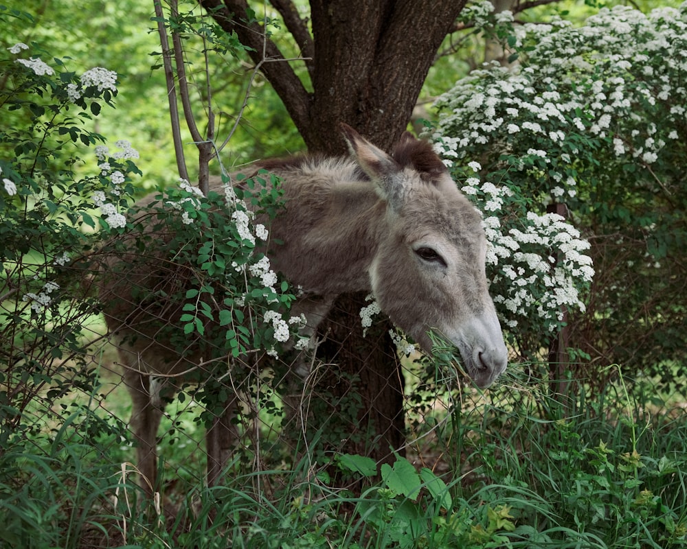 a donkey standing next to a tree in a forest