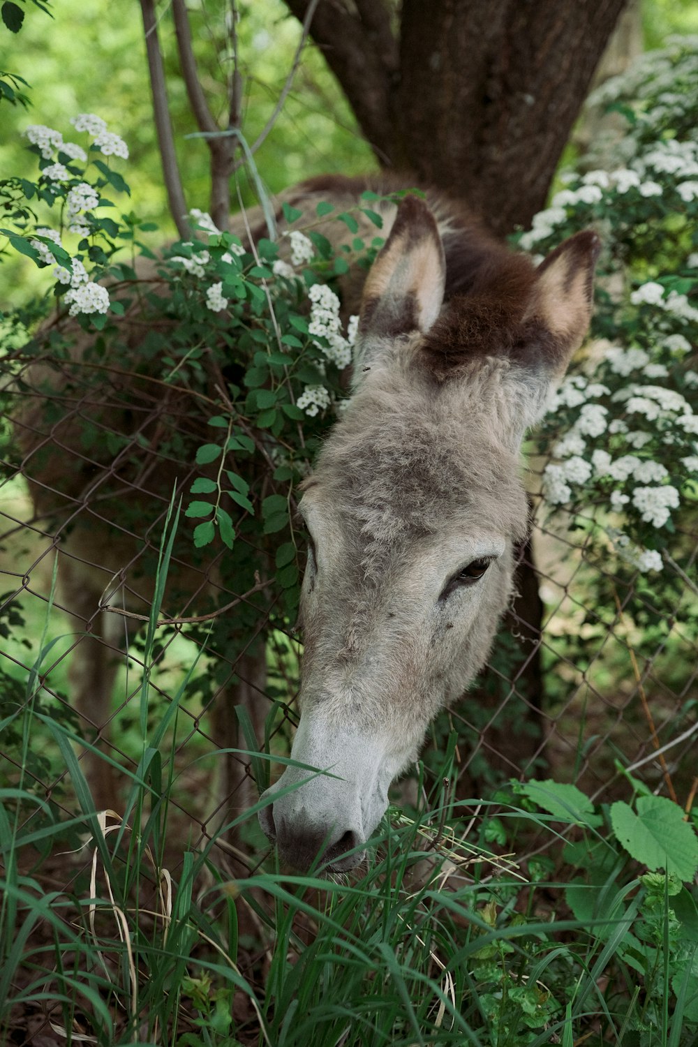 a donkey standing next to a tree in a forest