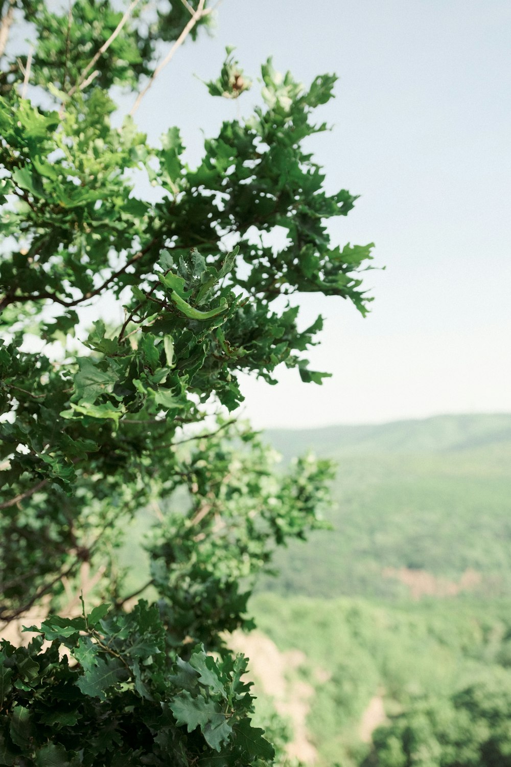 a view of a mountain with a tree in the foreground