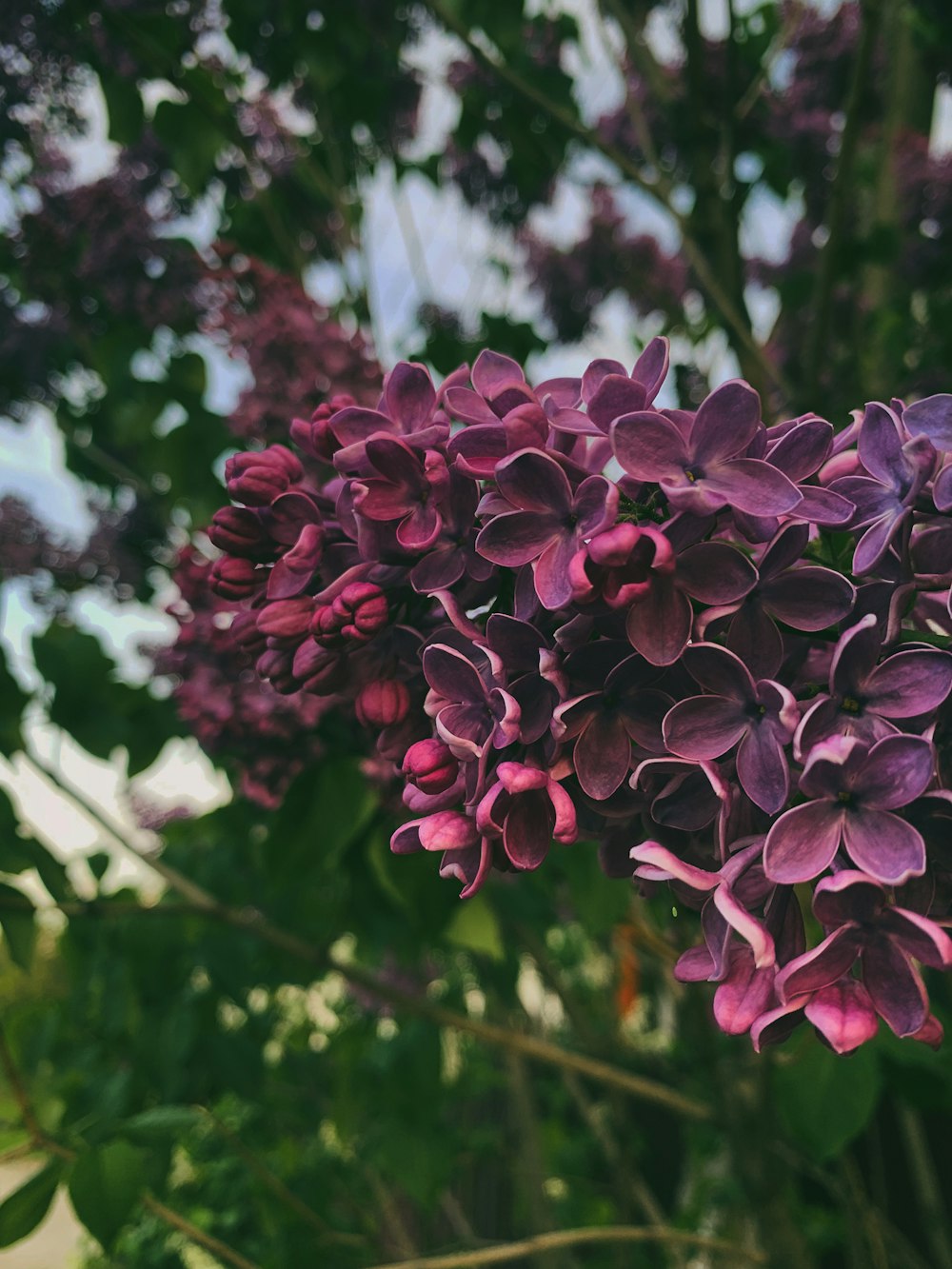 a bunch of purple flowers that are in a vase