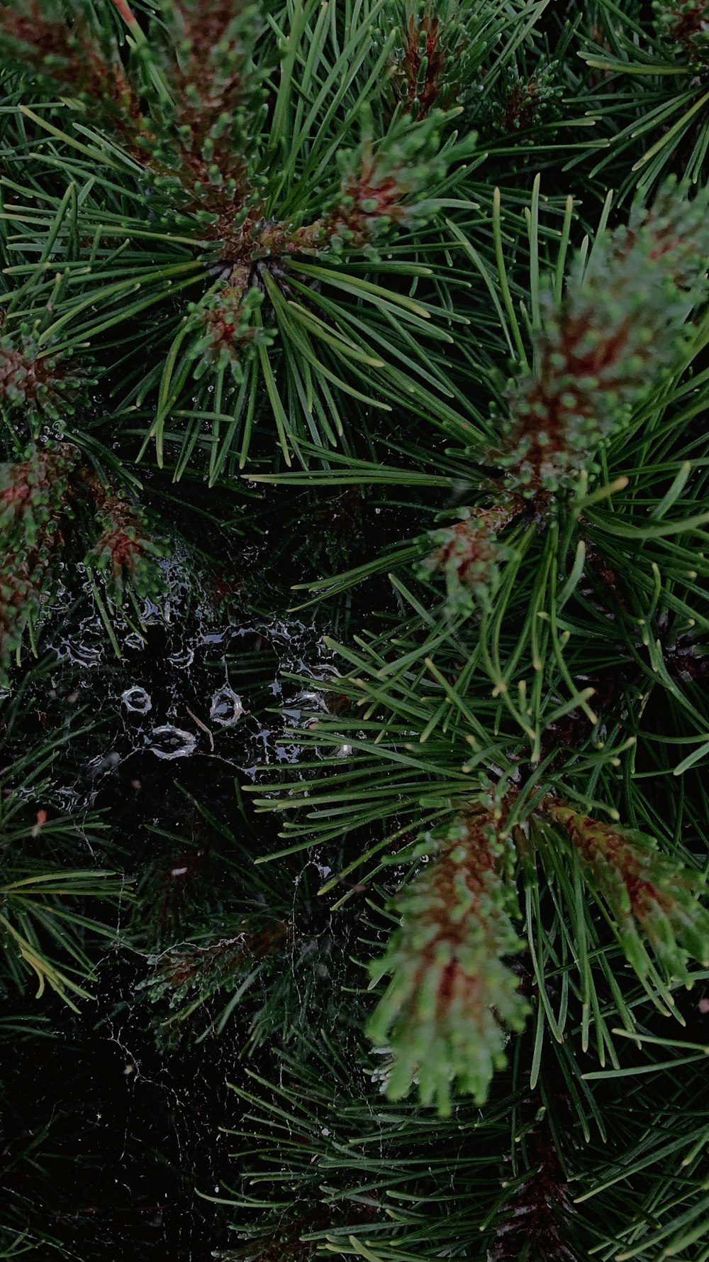 a close up of a pine tree with drops of water