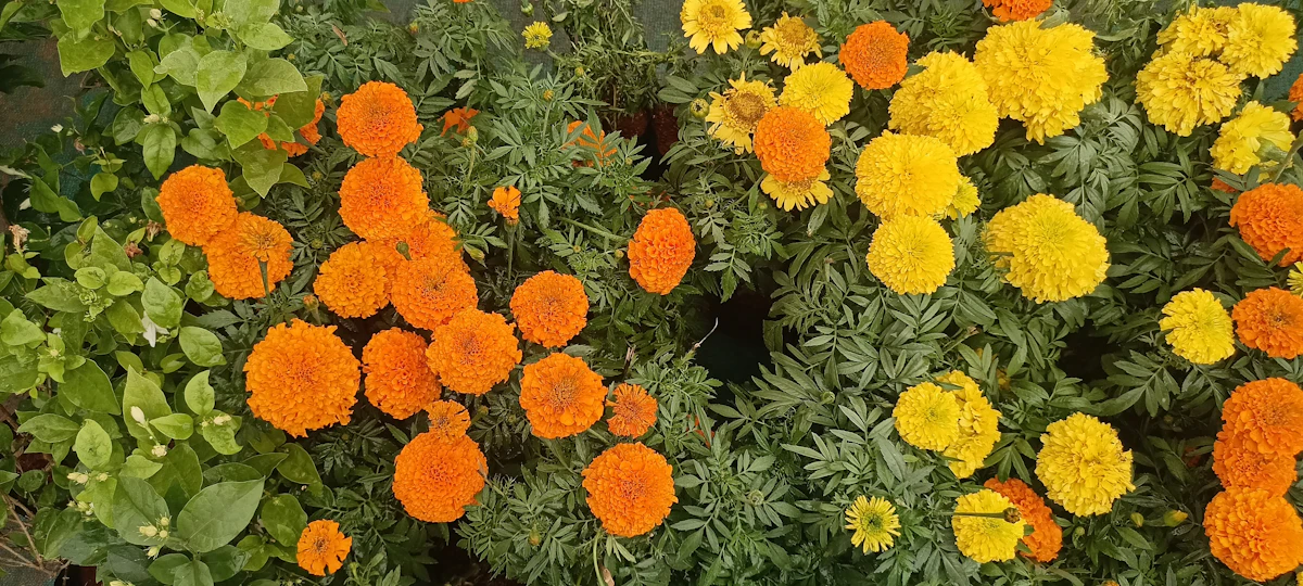 Flower Garden India Best Flowers Every Season