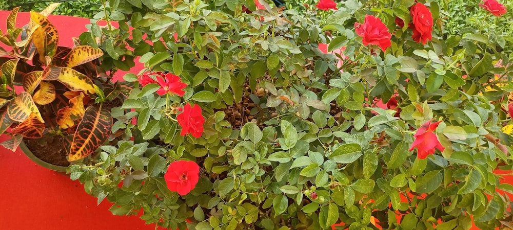 a red planter filled with lots of red flowers