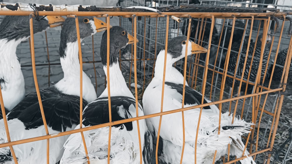 a group of ducks sitting inside of a cage