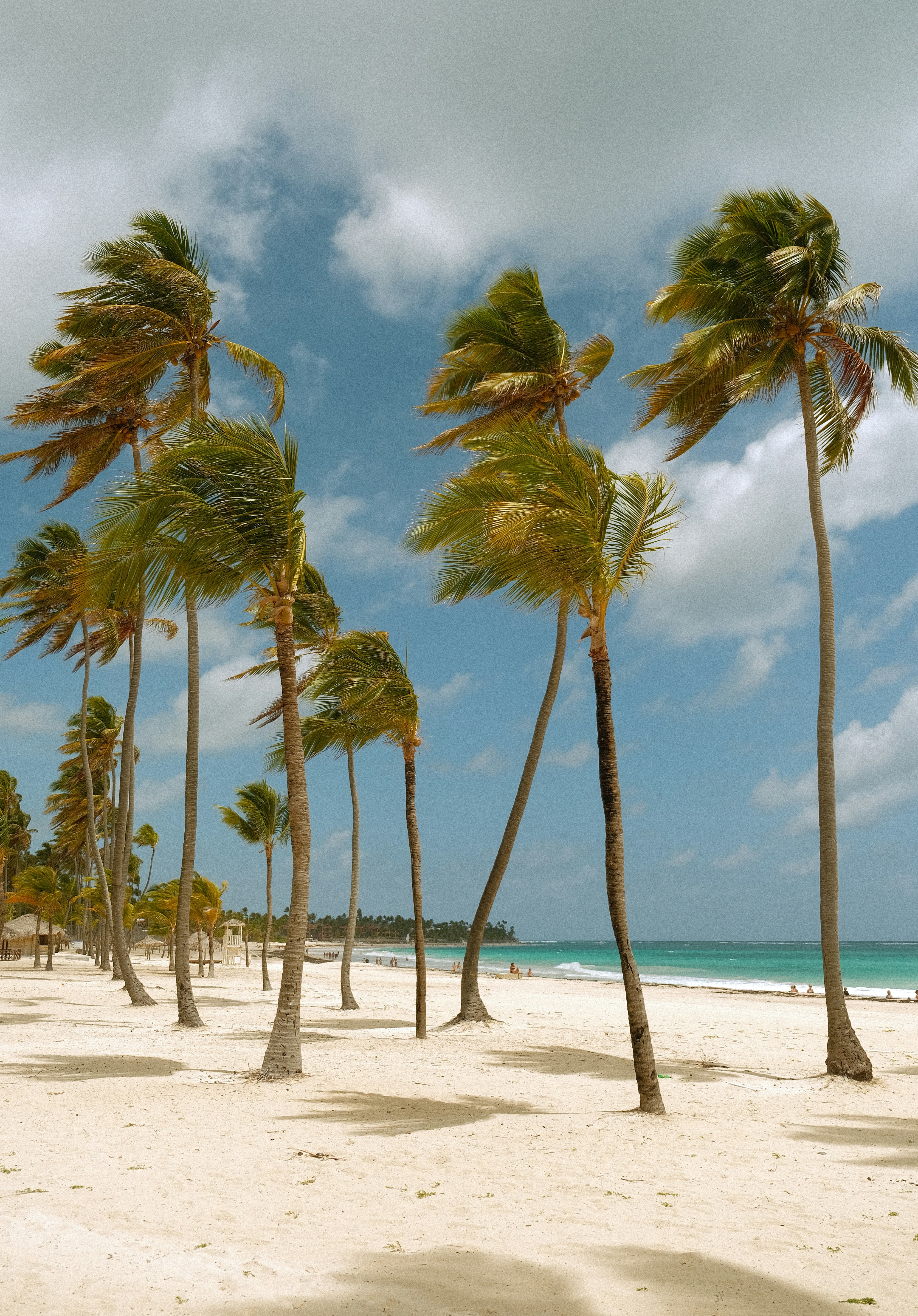 palm trees on a beach in Punta Cana
