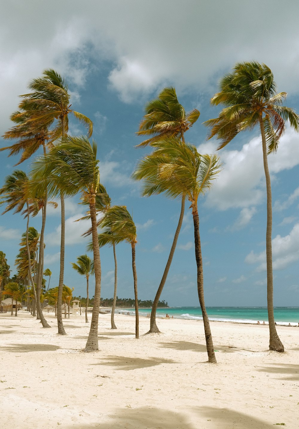 palm trees blowing in the wind on a beach