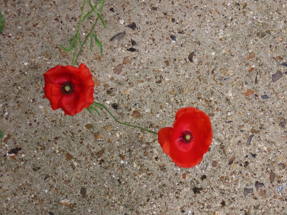 two red flowers are on the ground