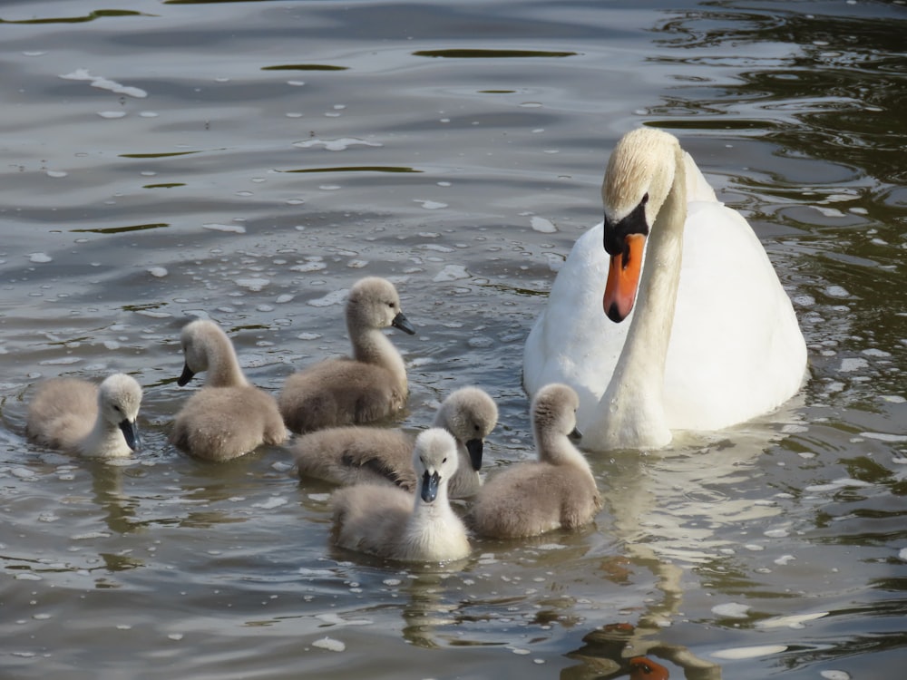 A mother swan with her babies swimming in the water photo – Free Capstone  farm country park Image on Unsplash
