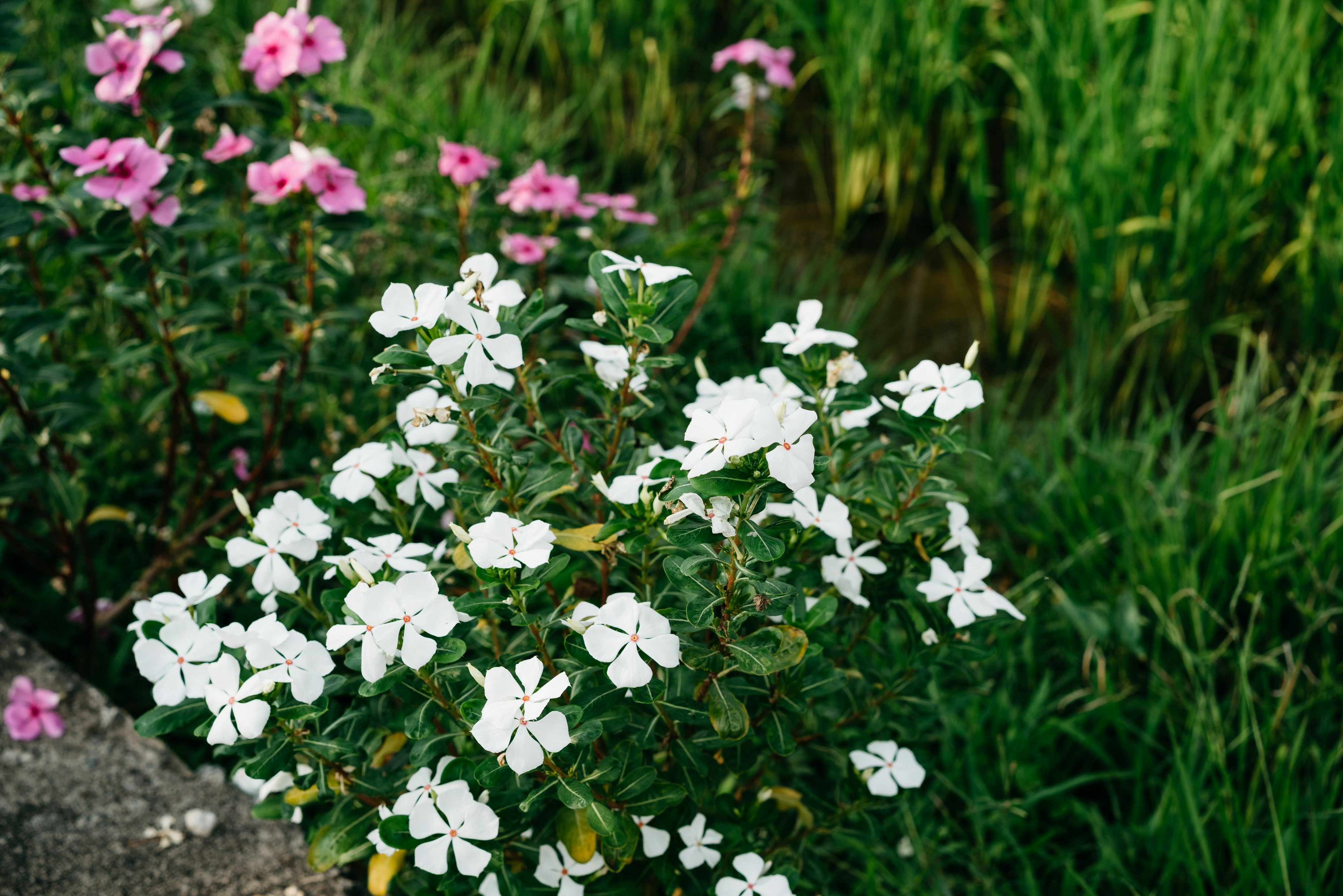 Photo by markuswinkler