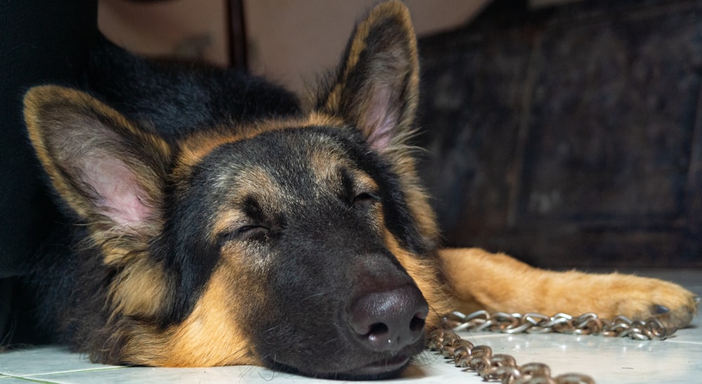 a dog laying on the ground with a chain around it's neck