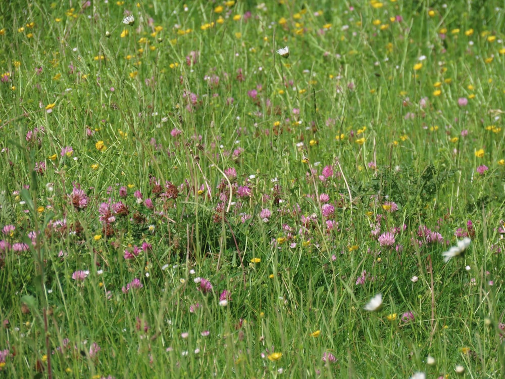 a field full of wildflowers and other flowers