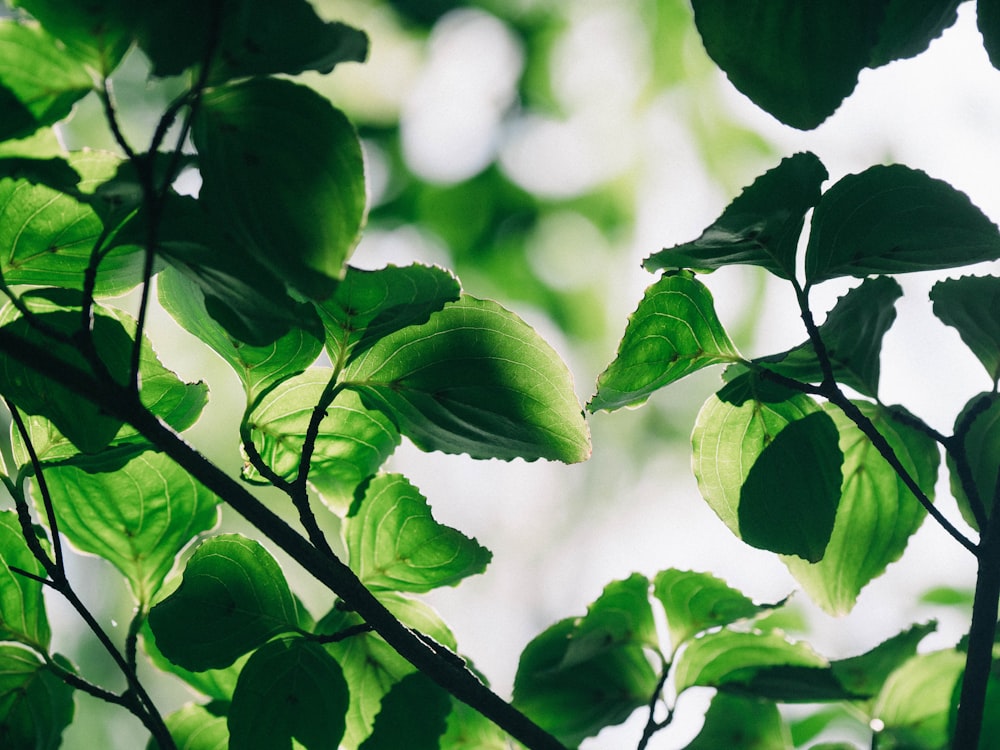 a close up of a green leafy tree