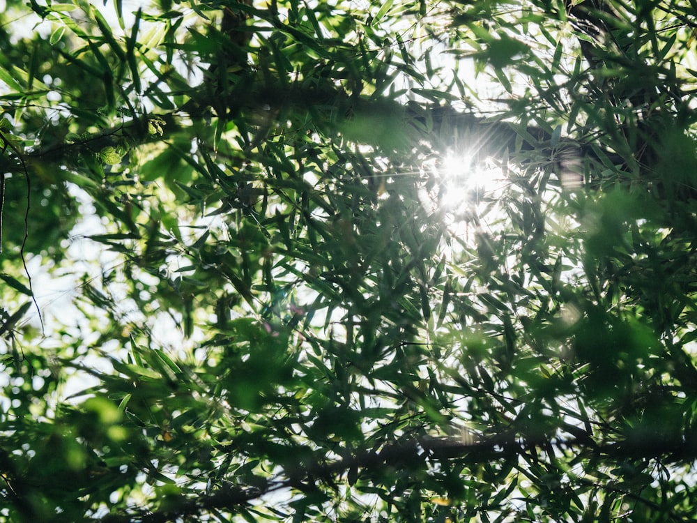 the sun shines through the branches of a tree