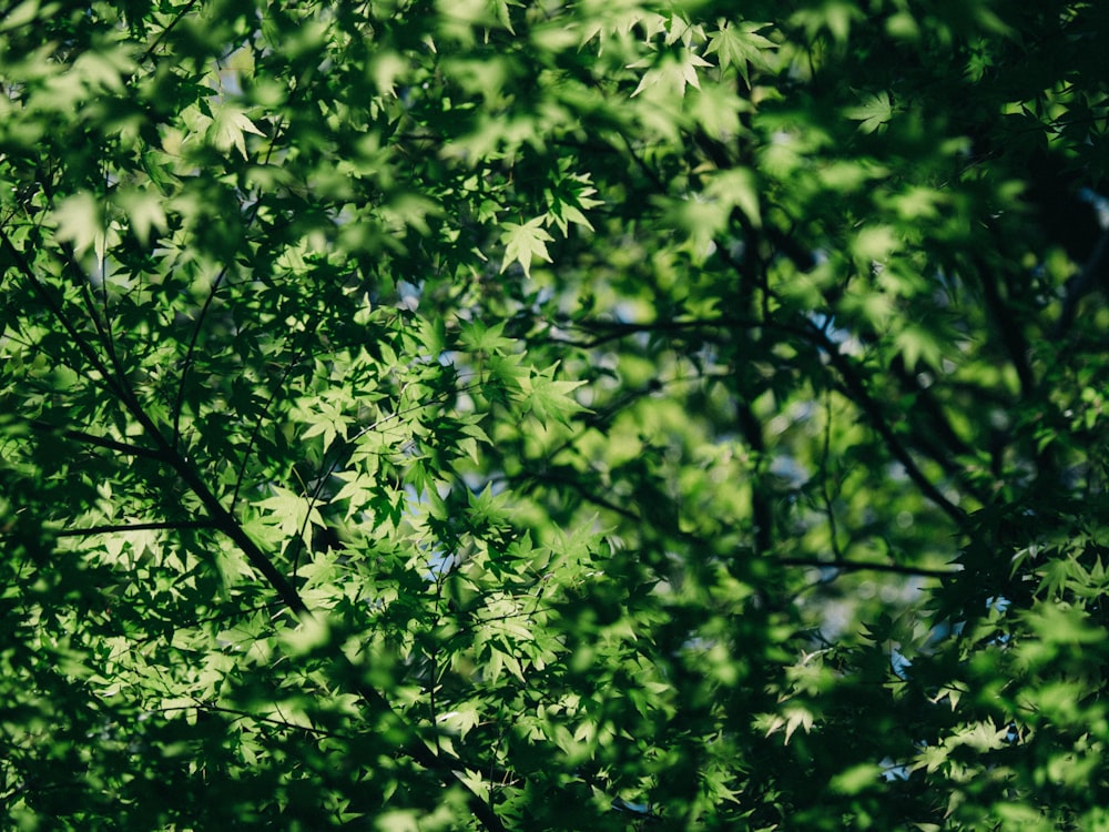 Un árbol frondoso verde con un cielo azul en el fondo