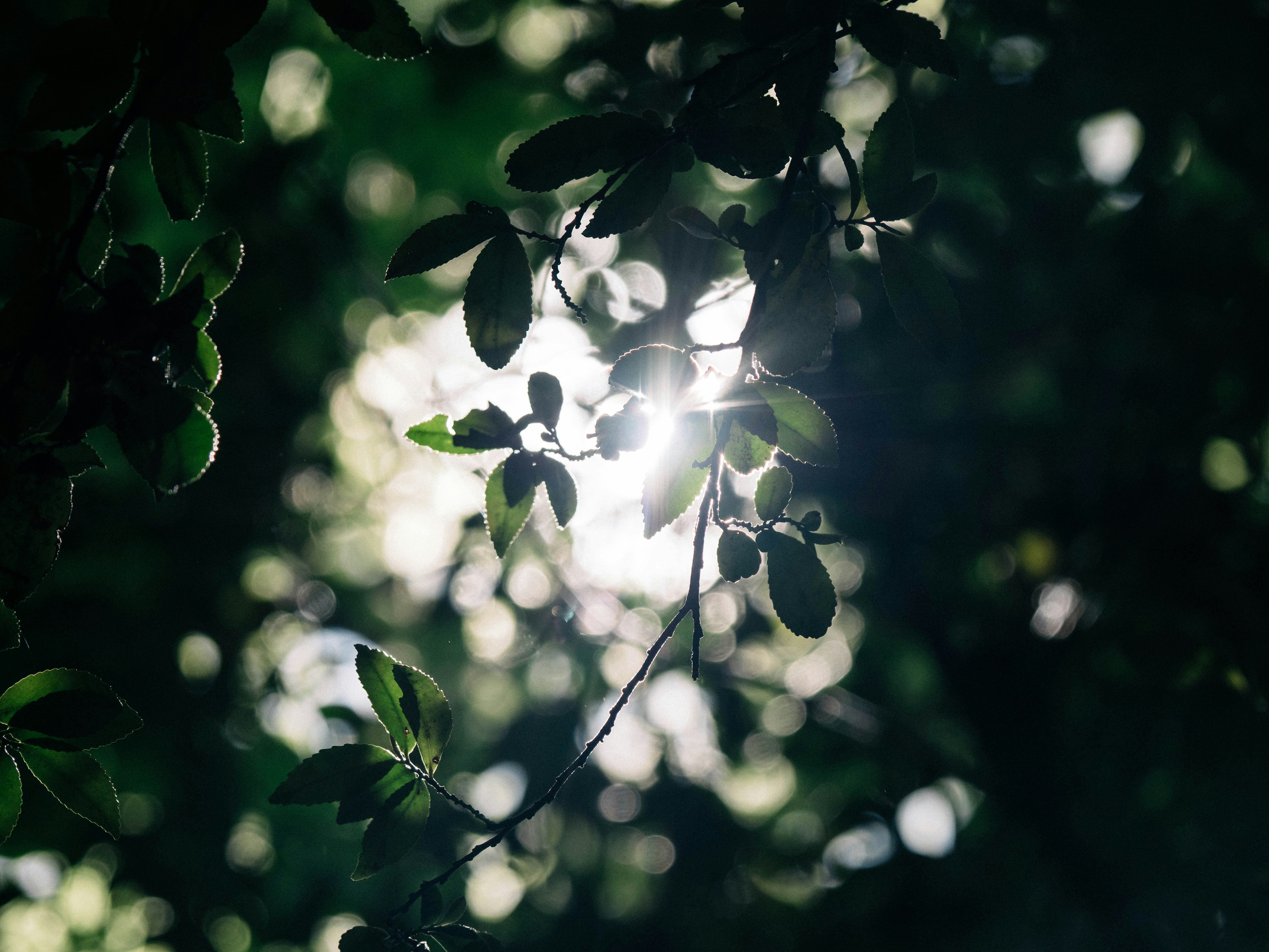 Nature produces the most astoundingly beautiful images: the swirling lava of a volcano, palm trees against a blue sky, snow-capped mountains towering above. Unsplash has magnificent , high-quality photos of all the delights that nature has to offer.