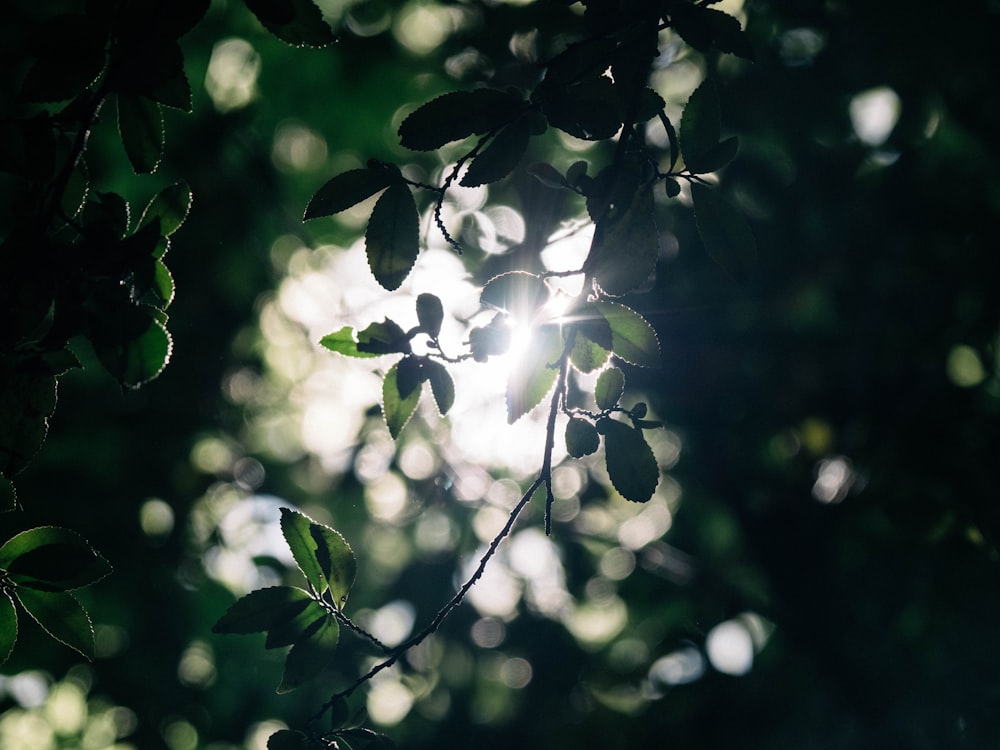 the sun shines through the leaves of a tree