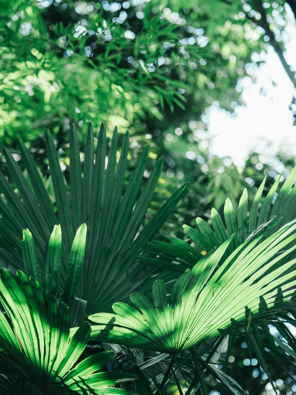 a bird is perched on a palm tree