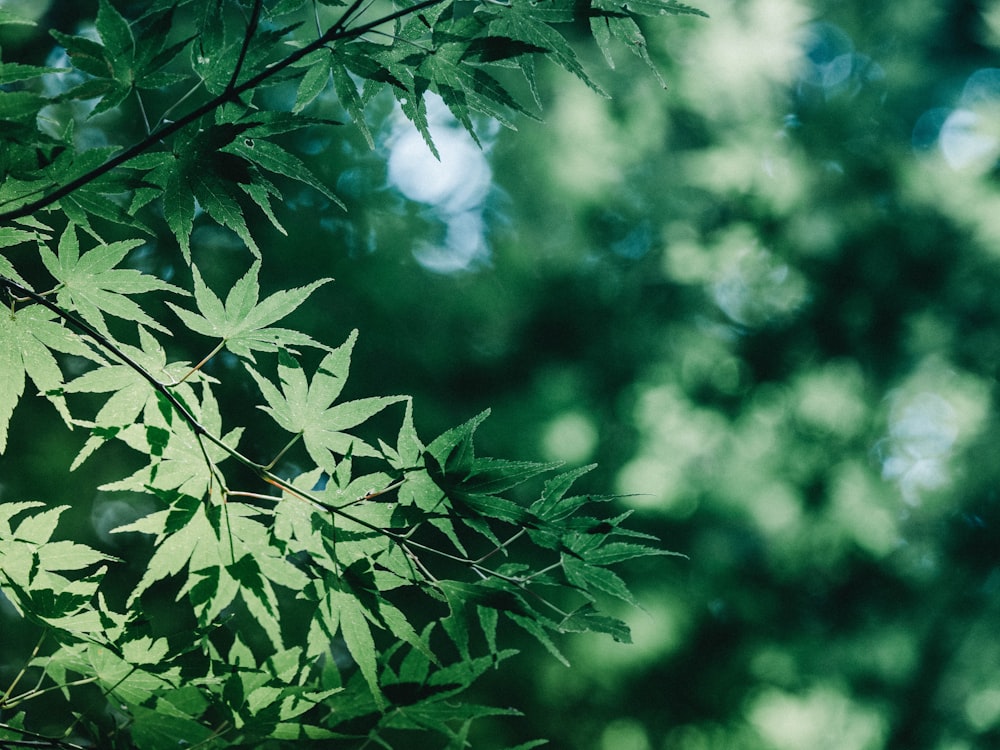 a close up of a green leafy tree