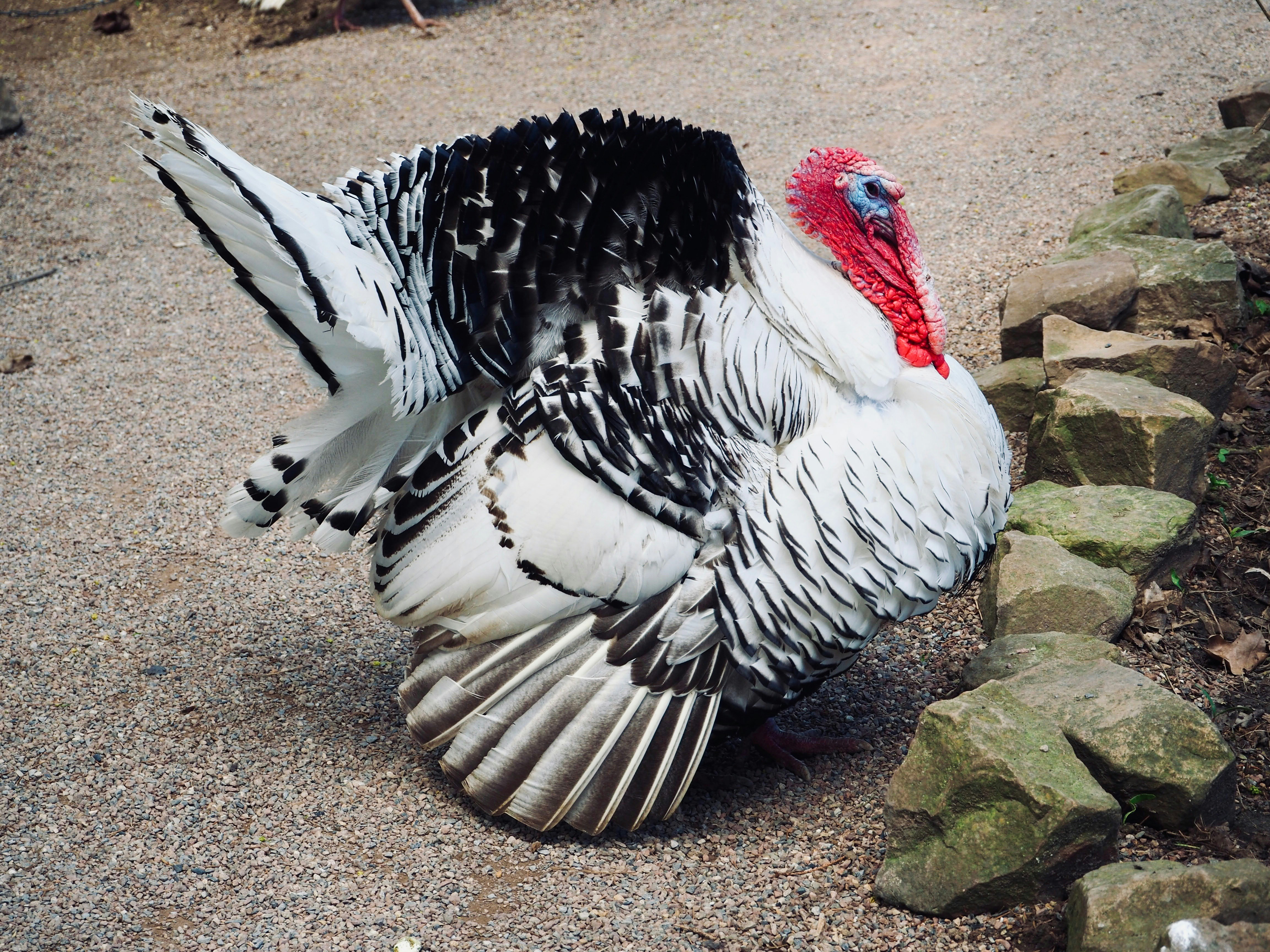 a large bird standing on top of a gravel road