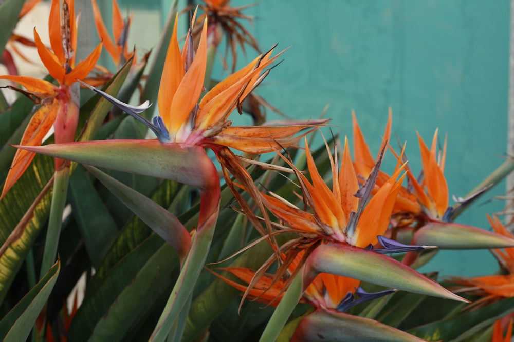 a close up of a bunch of orange flowers