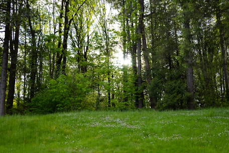 A researcher conducting vegetation assessment in a dense forest under natural sunlight.