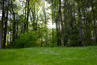 Sunlight filtering through tall trees over a thriving cover crop field.
