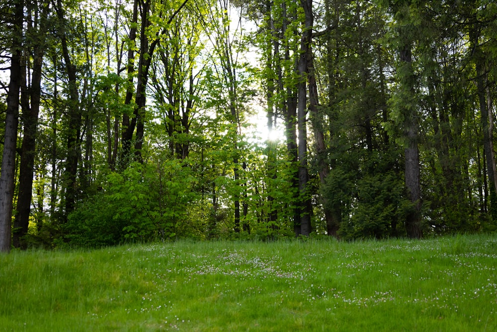 a lush green forest filled with lots of trees