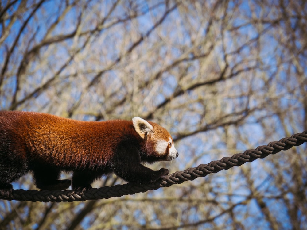 a red panda bear walking on a rope