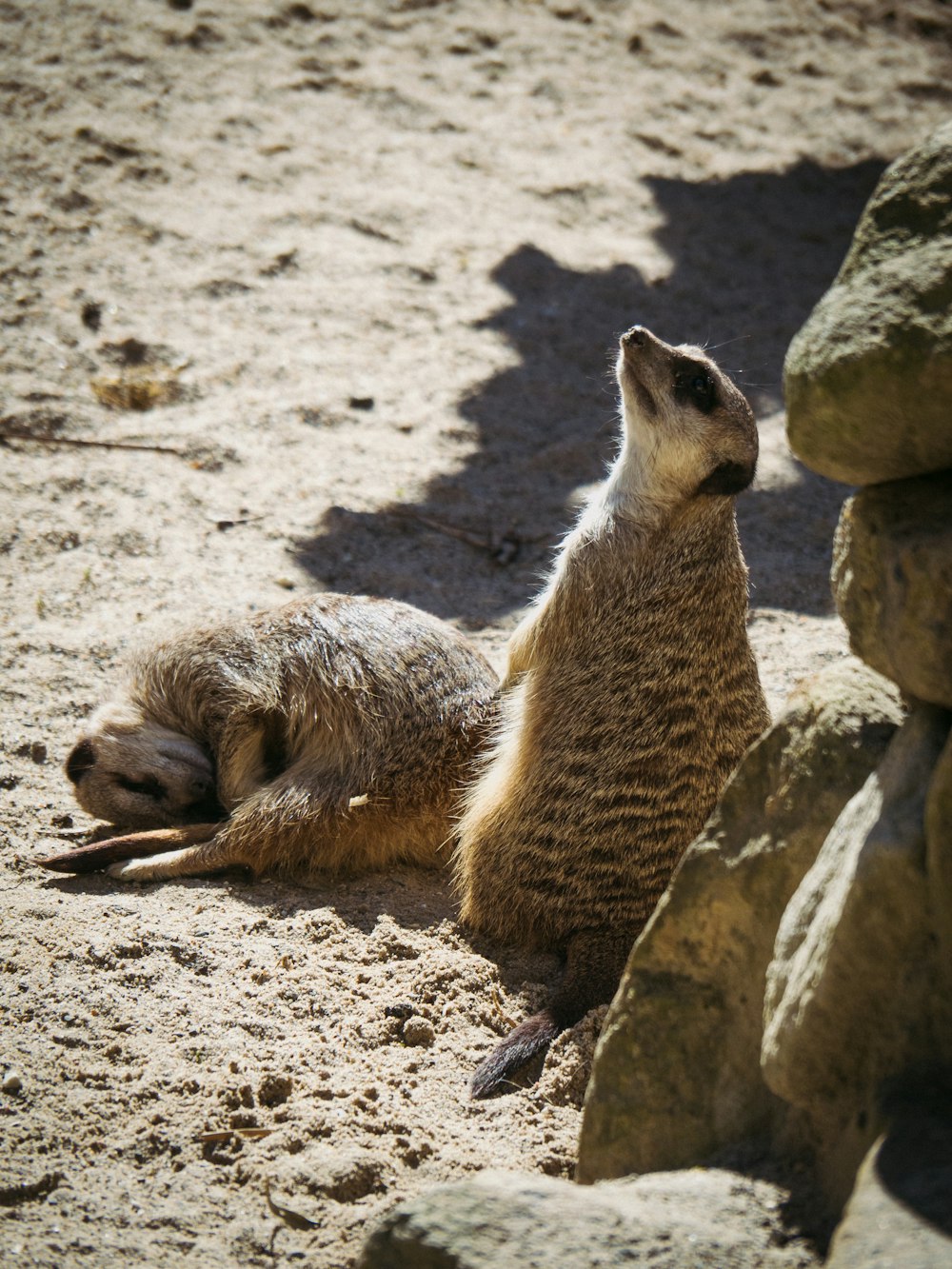 a meerkat laying on the ground next to a rock