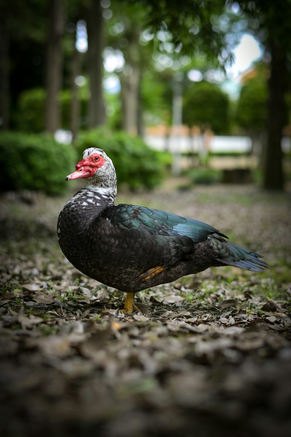 a bird standing on the ground in a park