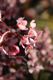 Soft focus of blooming cherry blossoms with sunlight streaming through petals