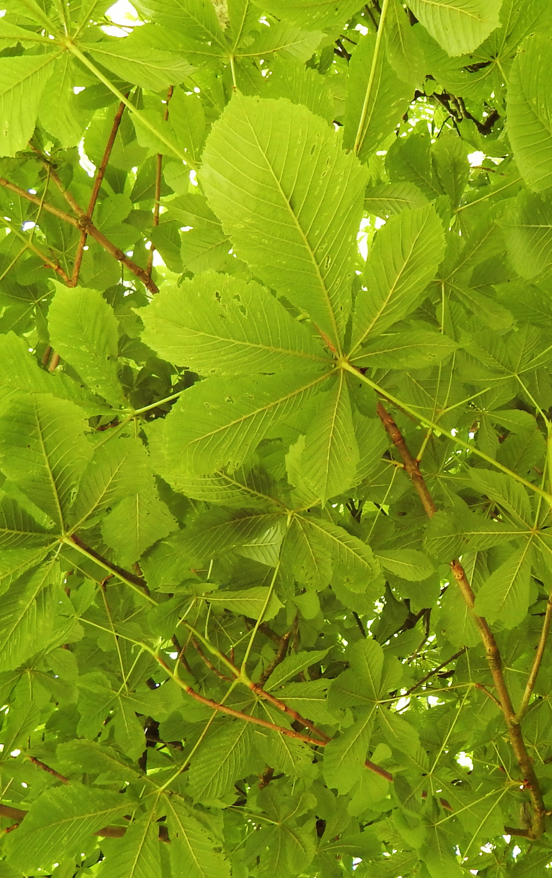 the leaves of a tree are green