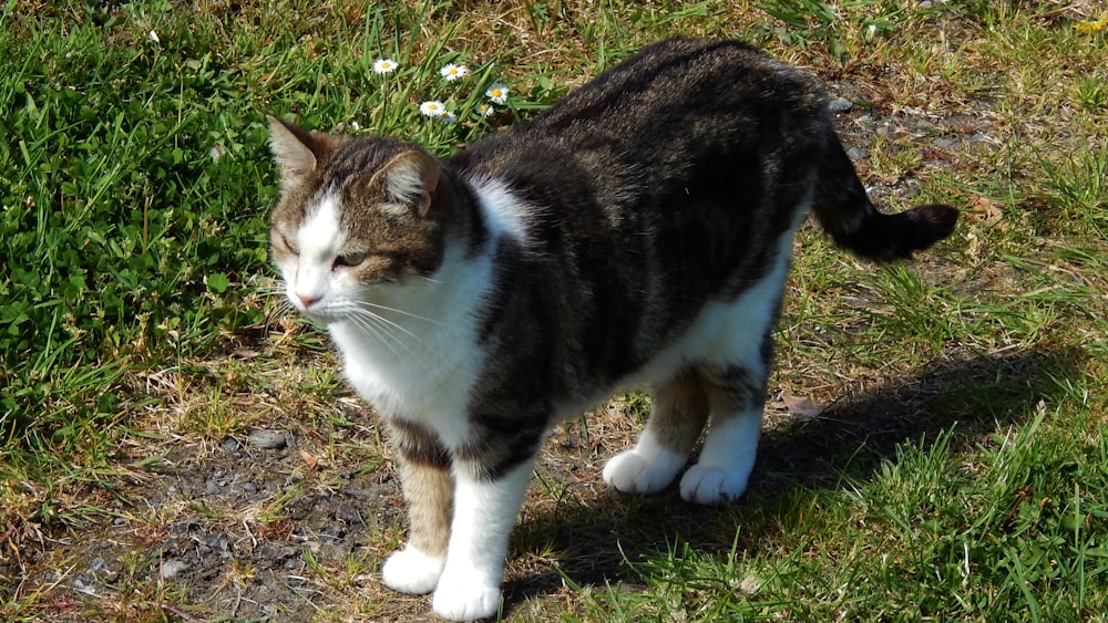 a black and white cat standing in the grass