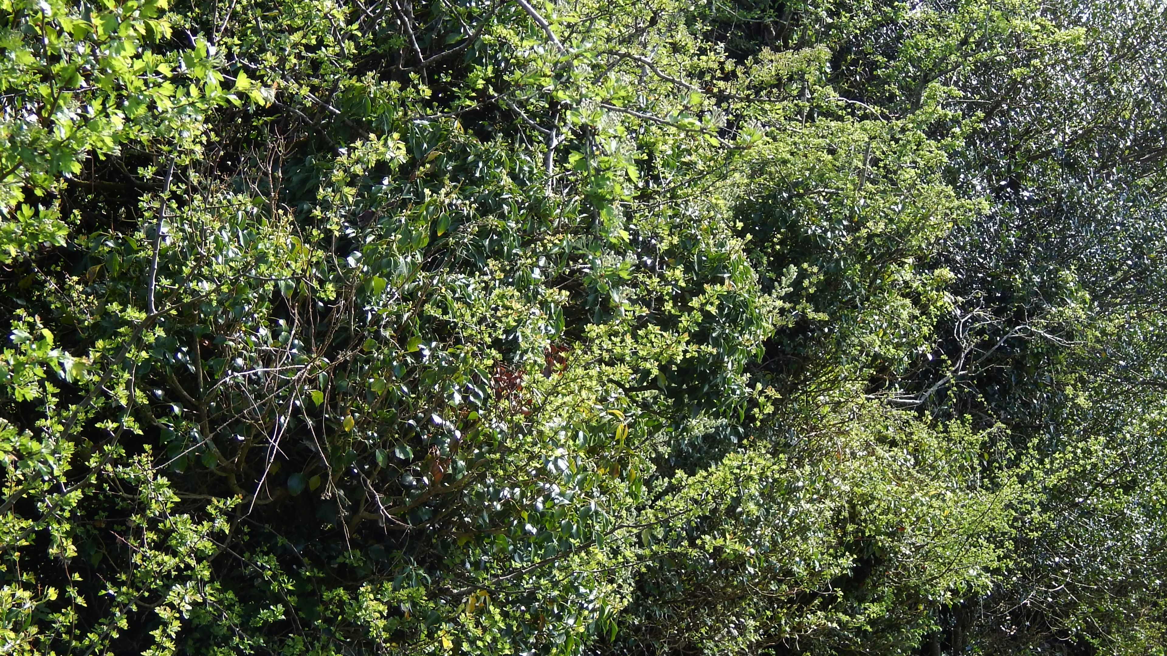 Photo by hullabaloo22