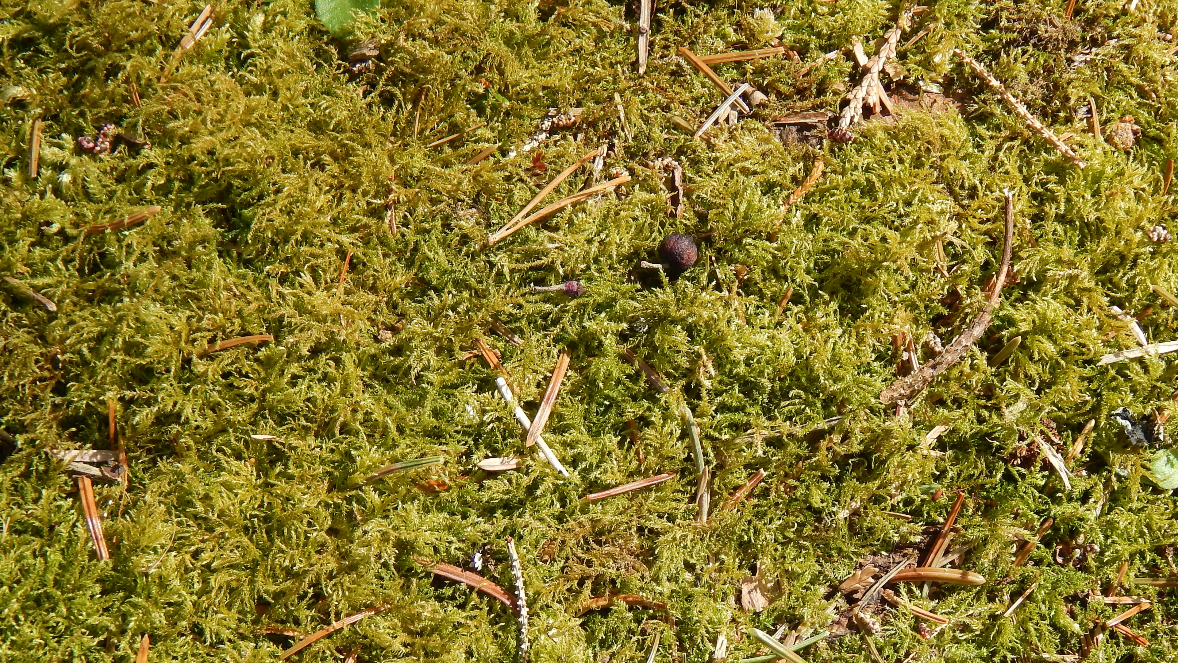 Photo by hullabaloo22