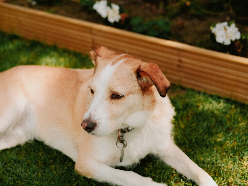 a brown and white dog laying in the grass