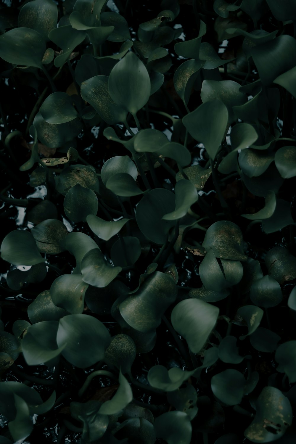 a close up of a bunch of leaves