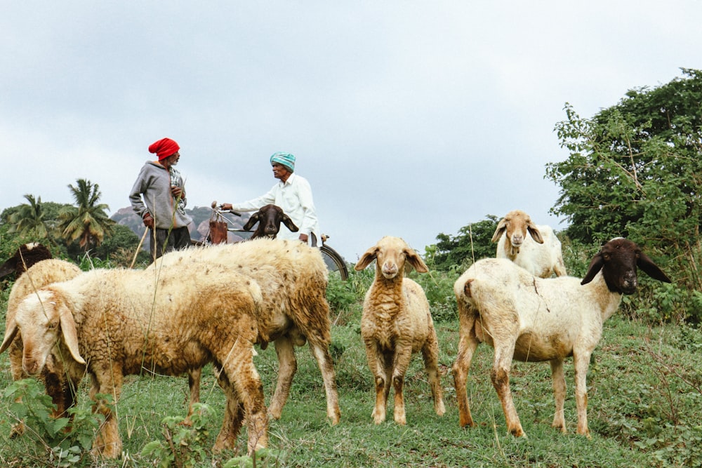 a herd of sheep standing on top of a lush green field