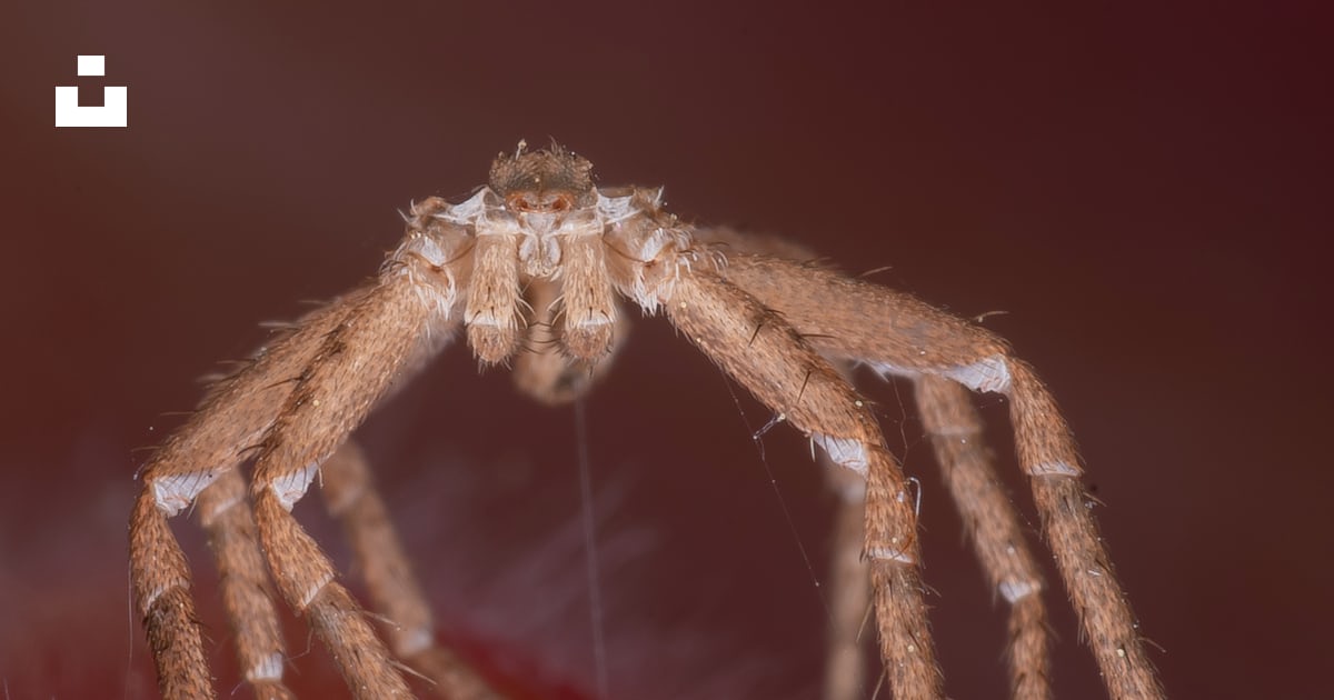 Free Spider shed skin Image on Unsplash Free Spider shed skin Image on Unsplash