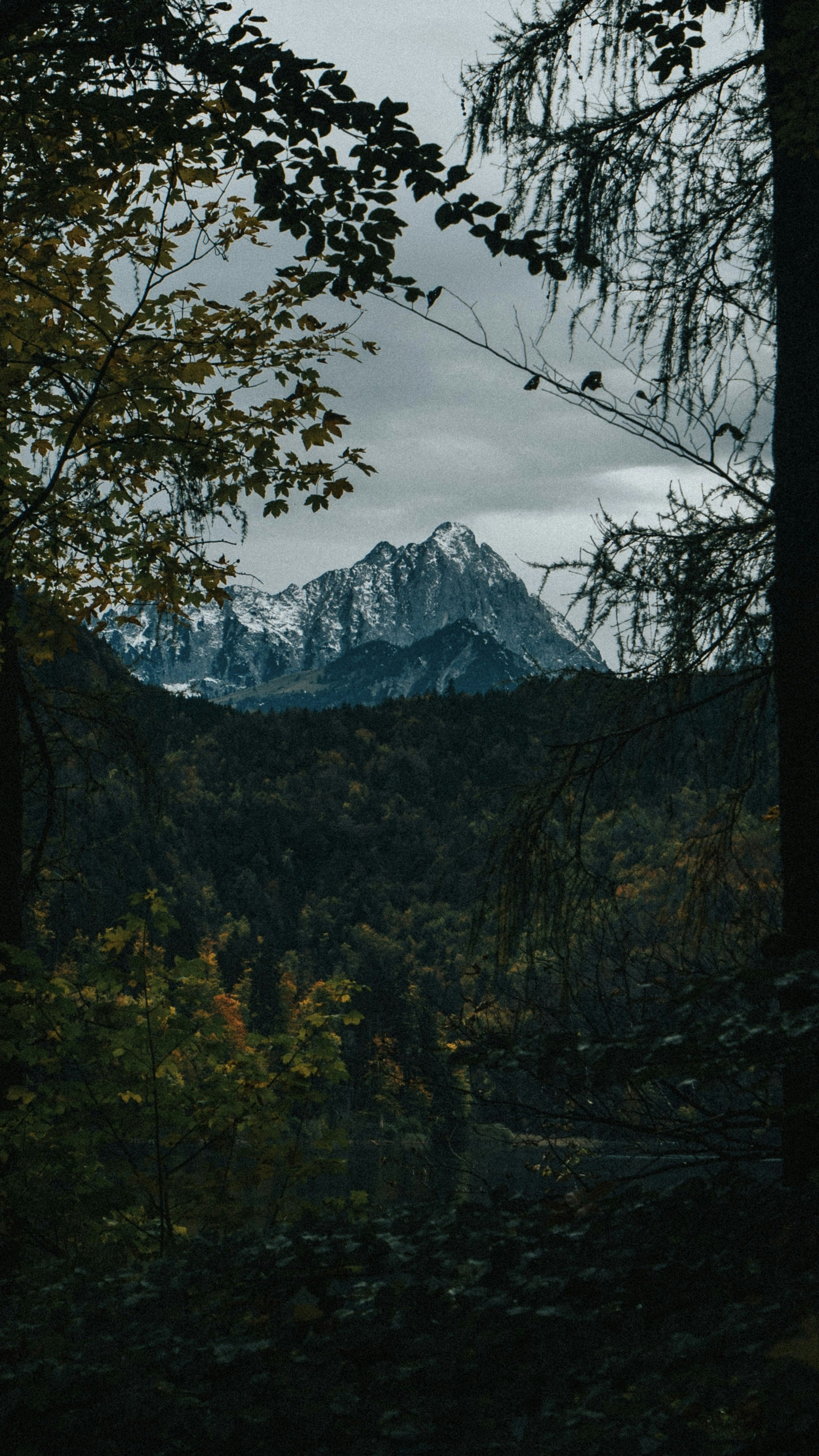 a view of a mountain range from a wooded area