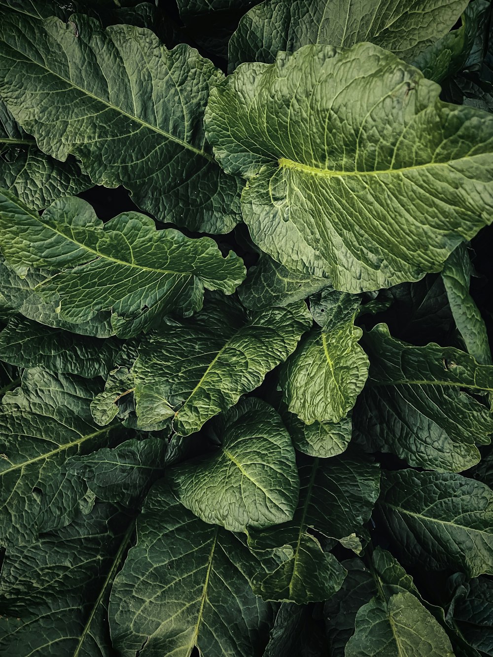 a close up of a plant with green leaves