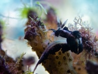 A vibrant shot of a colorful nudibranch crawling over a coral branch in the marine reserve.