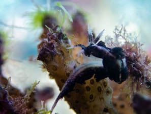 Vibrant macro shot of a tiny nudibranch crawling on a coral branch.