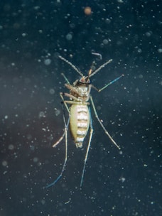 A close-up view of a mosquito, showcasing detailed features such as its striped abdomen, delicate wings, and long, thin legs set against a dark, grainy background.