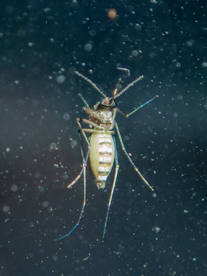 A variety of mosquito screens displayed on a bright showroom wall, highlighting different styles.