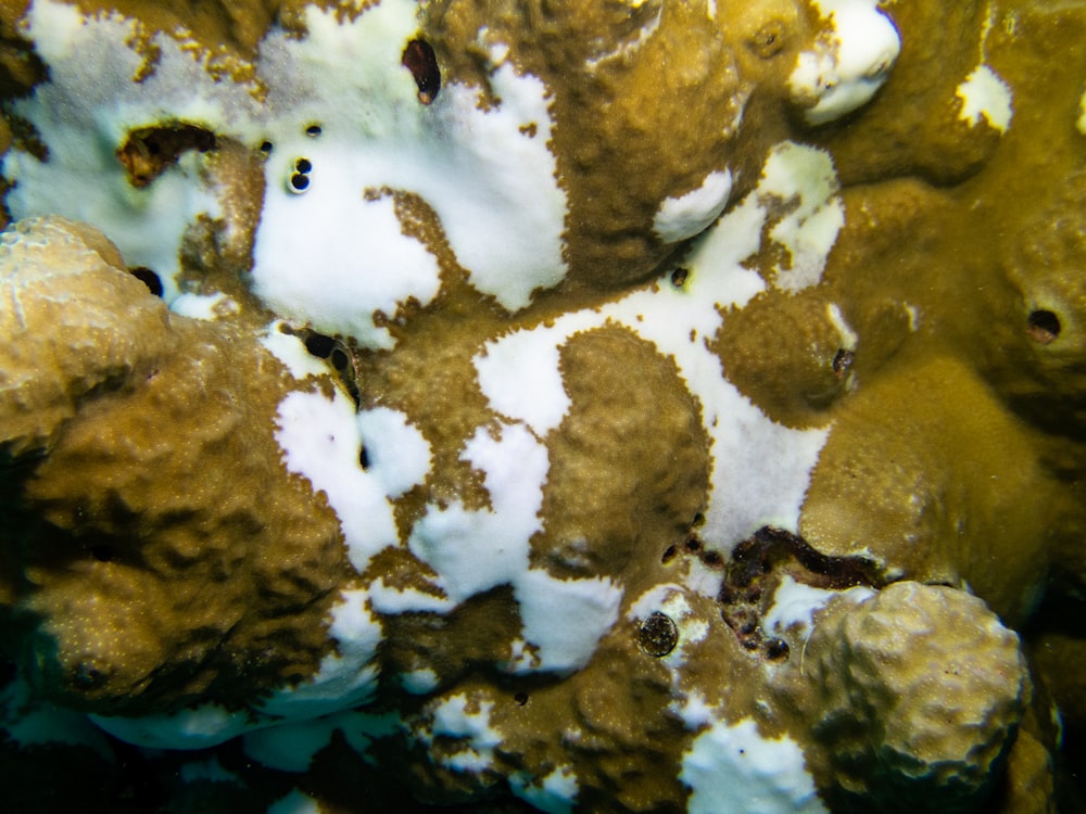 a close up of a coral with white and brown algae